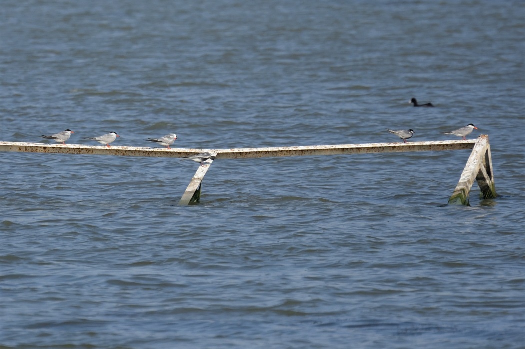 Common Tern